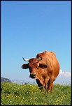 Vache