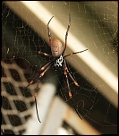 nphile