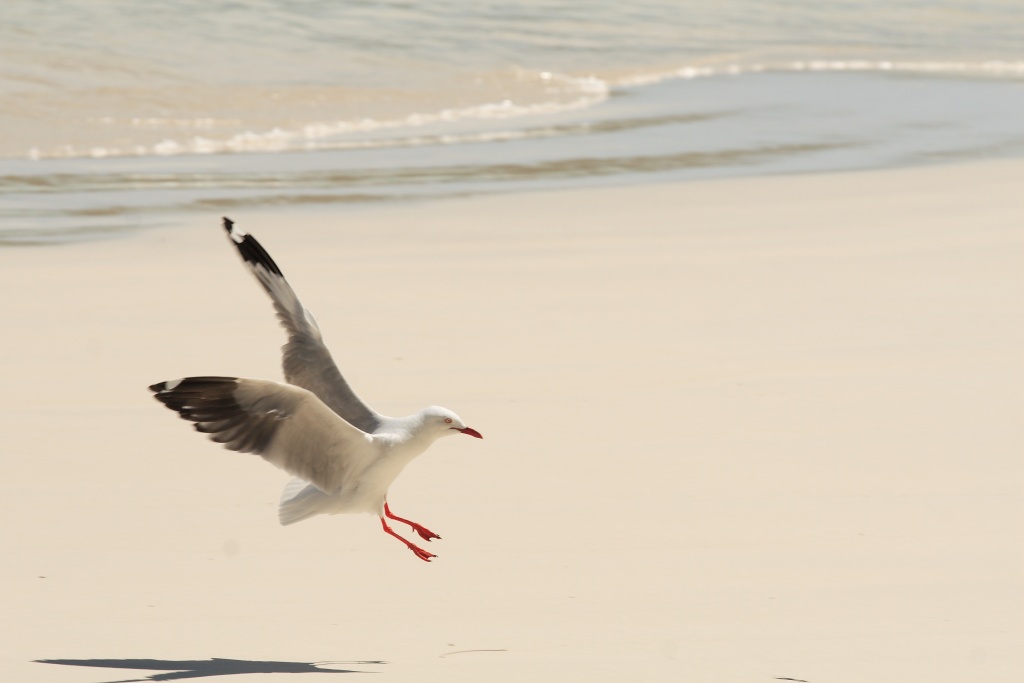 mouette