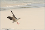 mouette