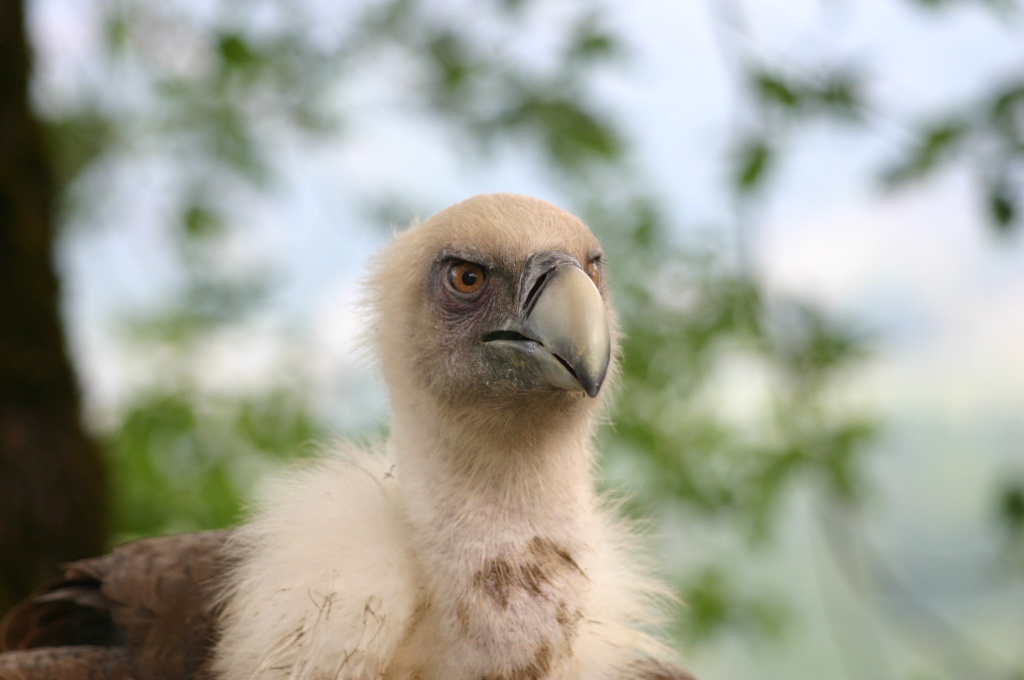vautour