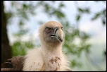 vautour