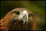 aigle