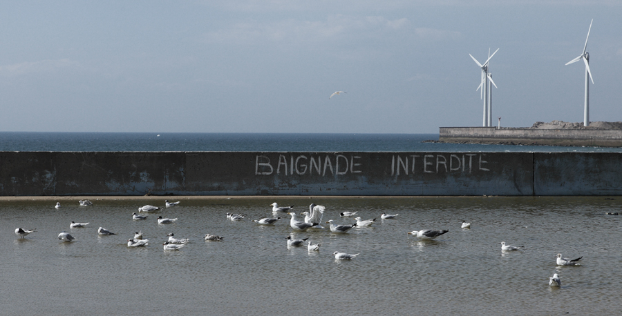Mouettes rebelles