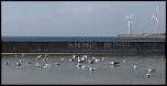 Mouettes rebelles