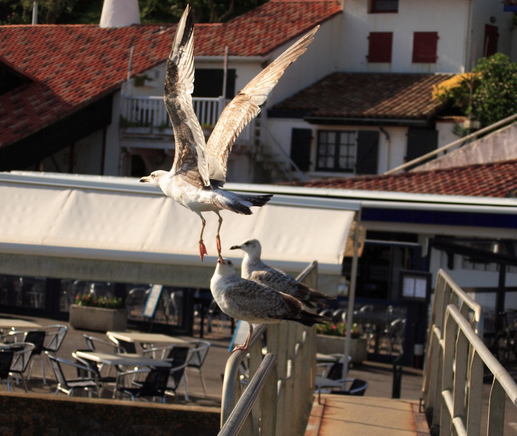 mouettes au port des pcheurs  Biarritz