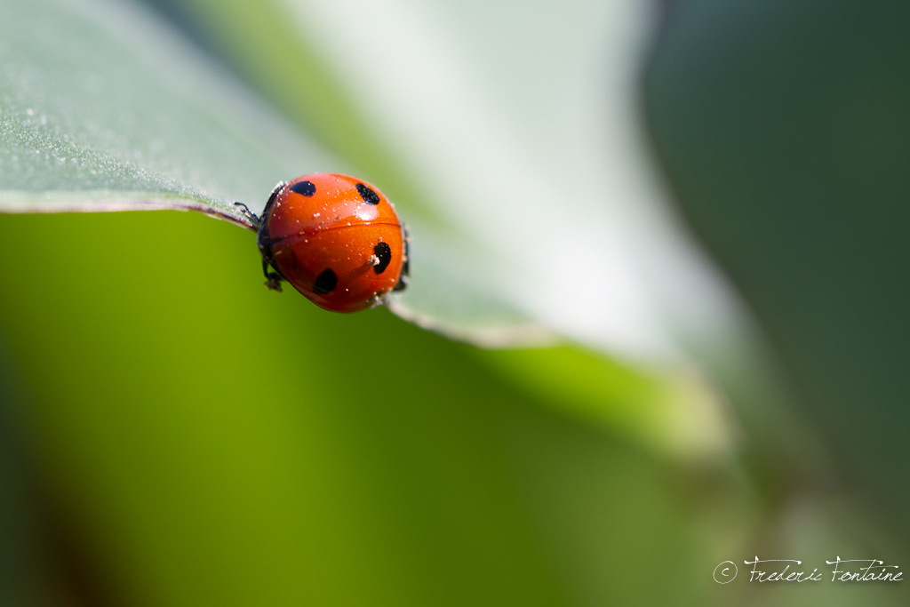 trepied?-img_2463.jpg