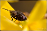 trepied?-img_2422.jpg
