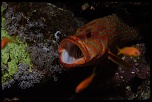 Et un de plus...-img_9599.jpg