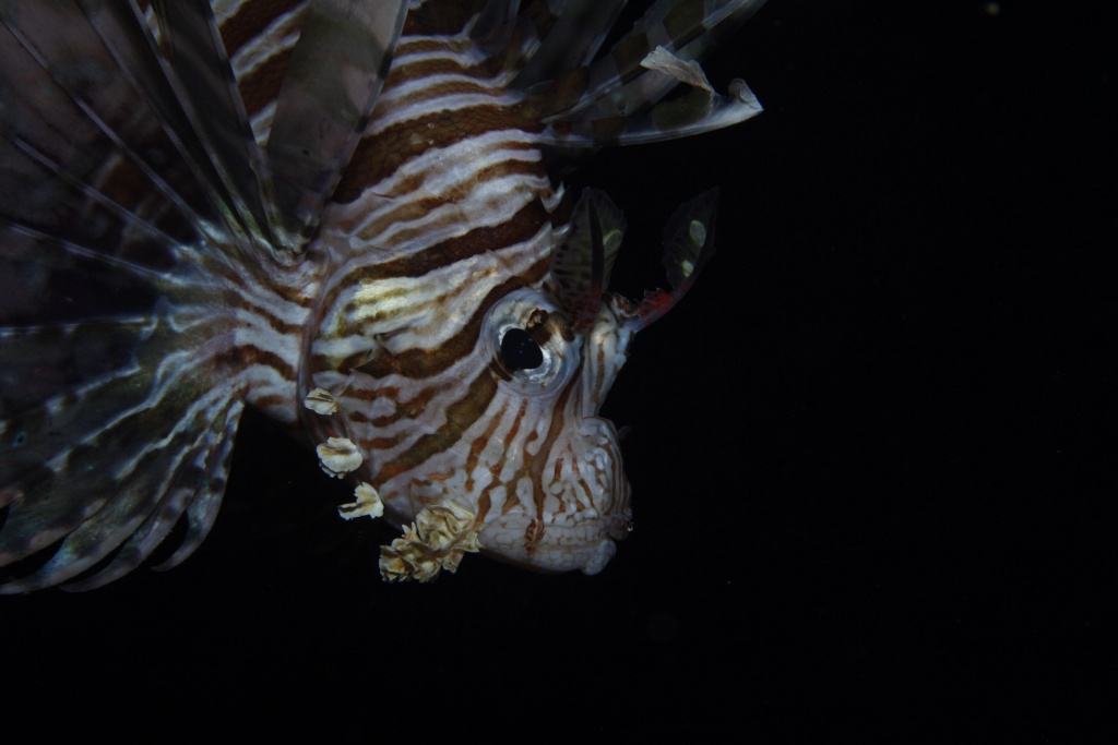 Et un de plus...-img_9928.jpg