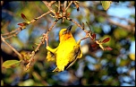 South Africa 2010