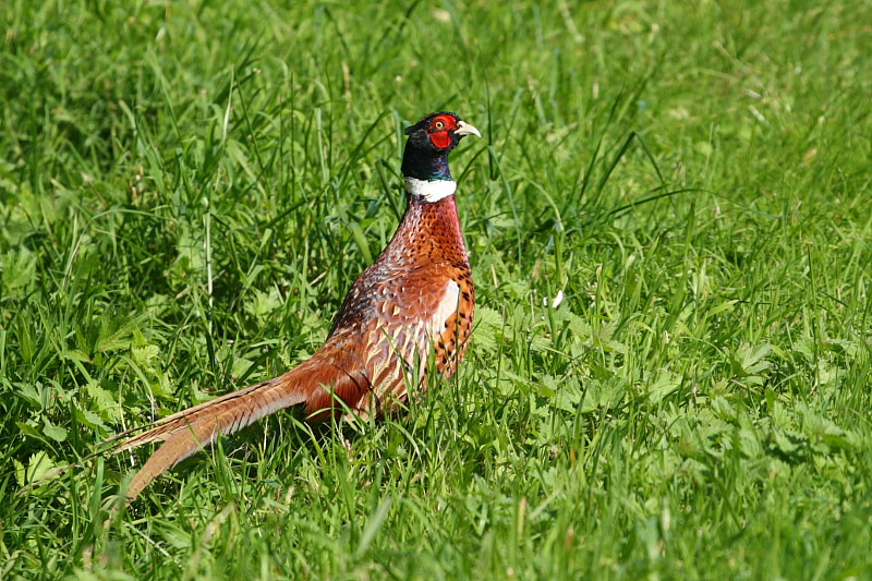 70-300 Sigma APO-834.jpg