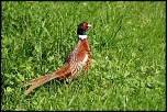 70-300 Sigma APO-834.jpg