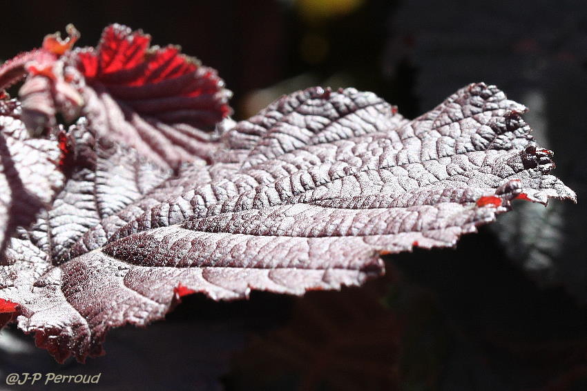 feuilles 0017

Canon EOS 500D | ISO 200 | f9.1 | 1/128s | 100 mm - macro