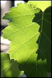 feuilles 0008
