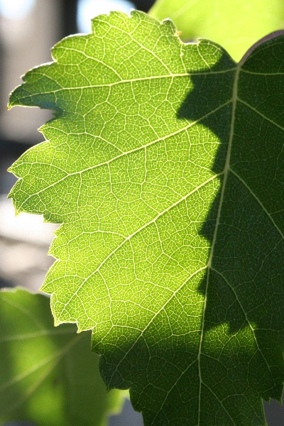 feuilles 0008