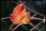 feuilles 0006 
Douceur de l'automne