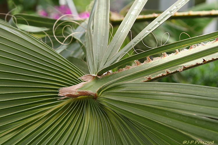 feuilles 0010