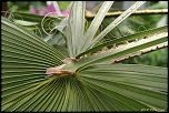 feuilles 0010