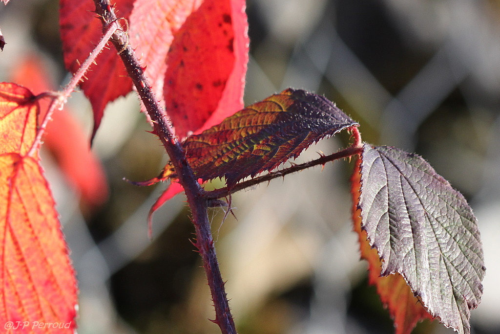 feuilles 0014

Un peu piquante