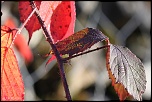 feuilles 0014 
 
Un peu piquante