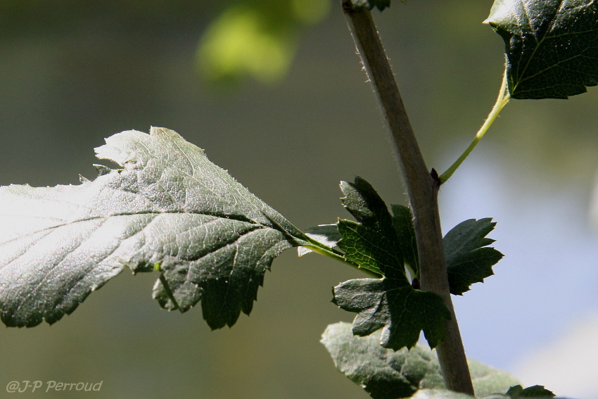 feuilles 0015