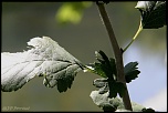 feuilles 0015