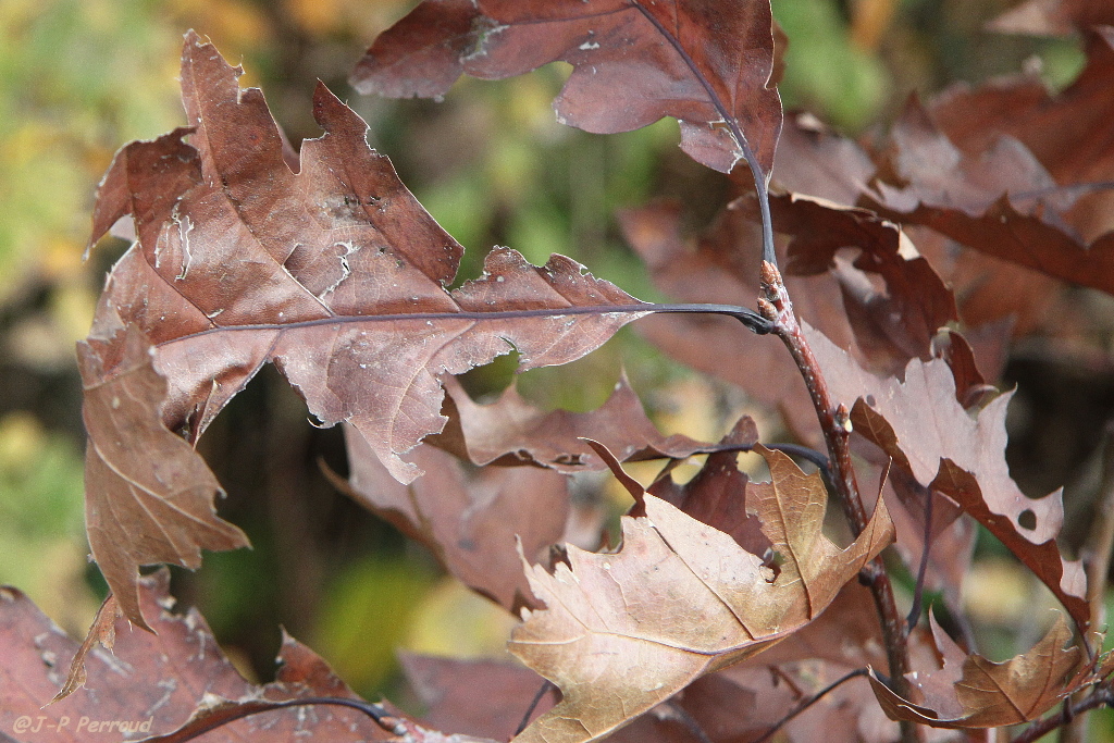 feuilles 0013