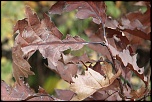 feuilles 0013