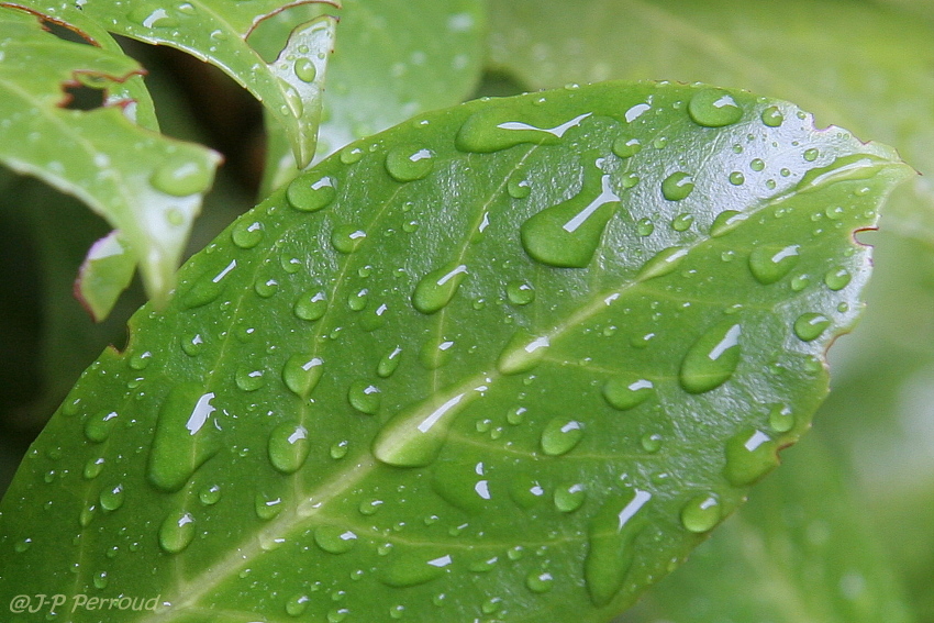feuilles 0016