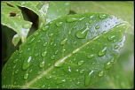 feuilles 0016