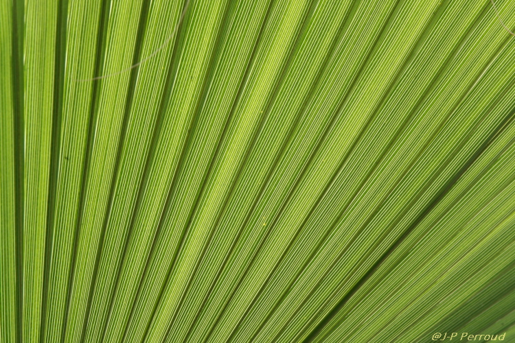 feuilles 0011