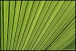 feuilles 0011
