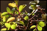 bonsai 0003