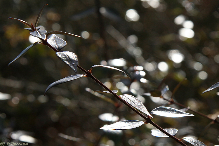feuilles 0001