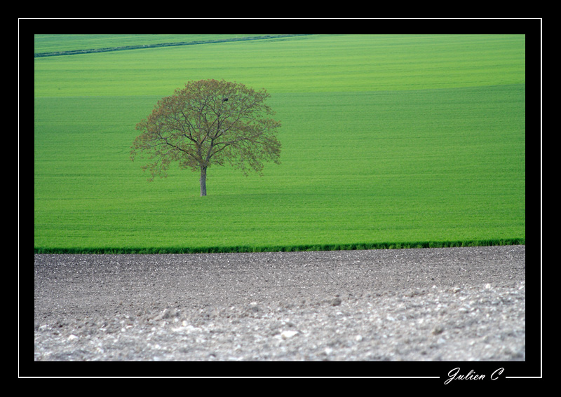 Arbre