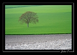 Arbre