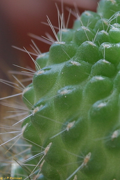 70-300 Sigma APO-cactus-0010.jpg