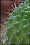 70-300 Sigma APO-cactus-0010.jpg