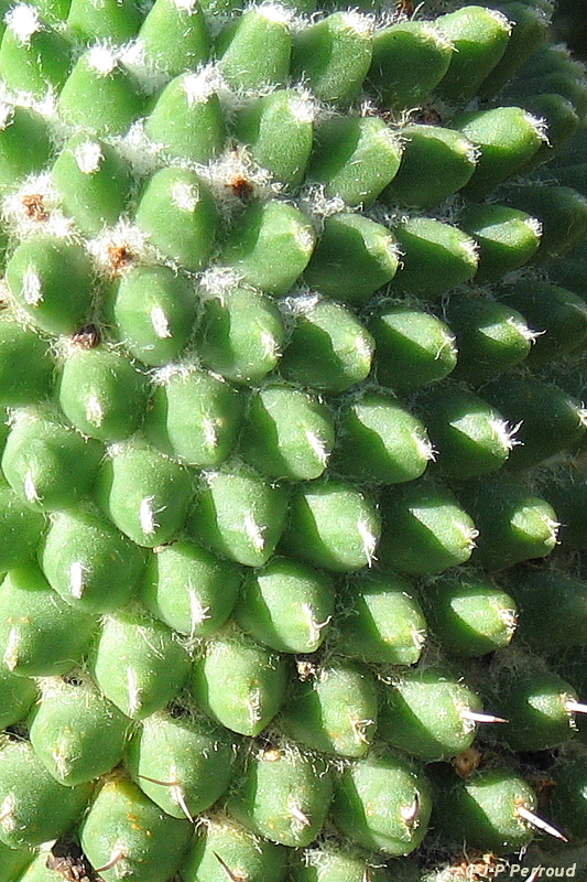 70-300 Sigma APO-cactus-0018.jpg