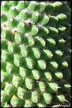 70-300 Sigma APO-cactus-0018.jpg