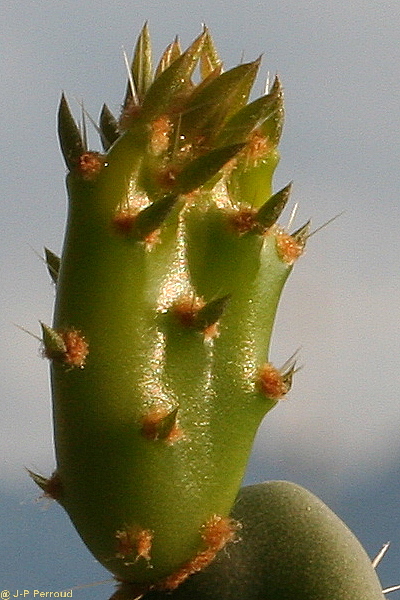 70-300 Sigma APO-cactus-0012.jpg