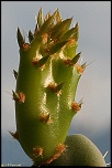 70-300 Sigma APO-cactus-0012.jpg