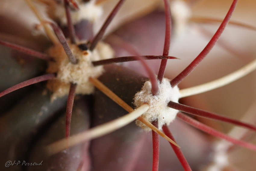 70-300 Sigma APO-cactus-0033.jpg