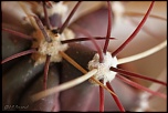 70-300 Sigma APO-cactus-0033.jpg