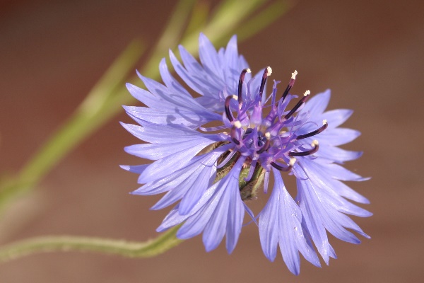 70-300 Sigma APO-fleurs-0014.jpg