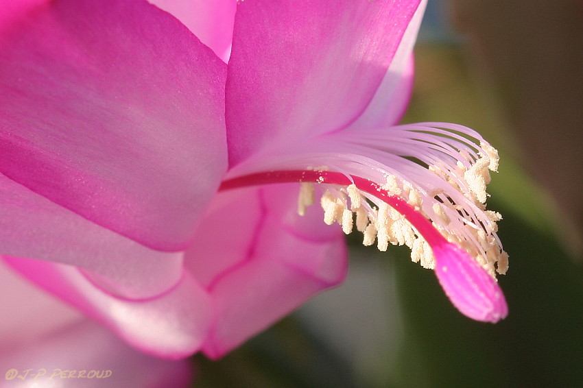 70-300 Sigma APO-cactus-0032.jpg
