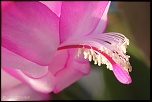 70-300 Sigma APO-cactus-0032.jpg