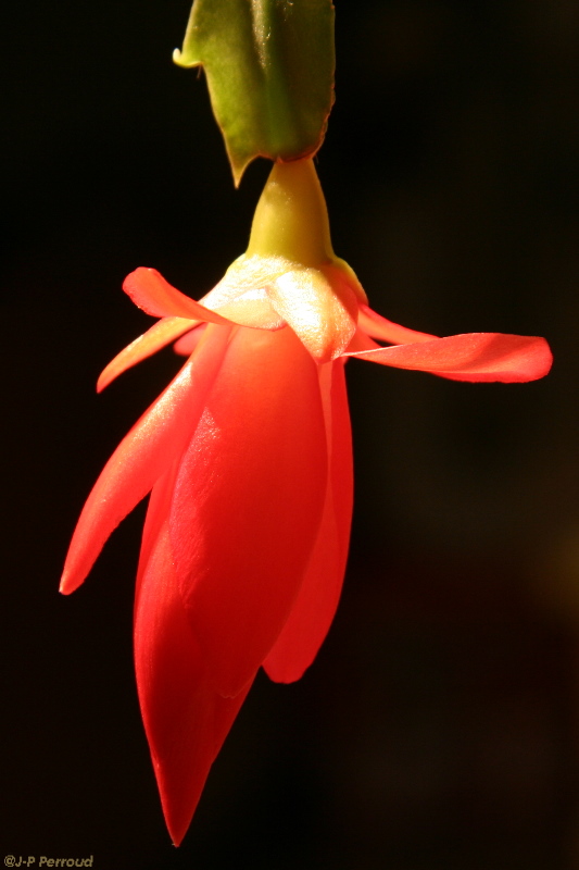 70-300 Sigma APO-cactus-0026.jpg