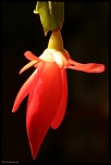 70-300 Sigma APO-cactus-0026.jpg